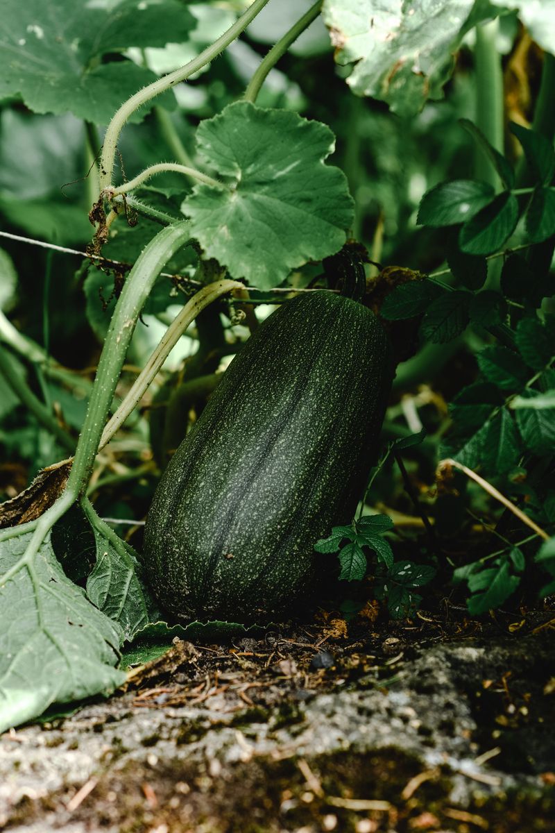 Risks Of Letting Zucchini Overgrow