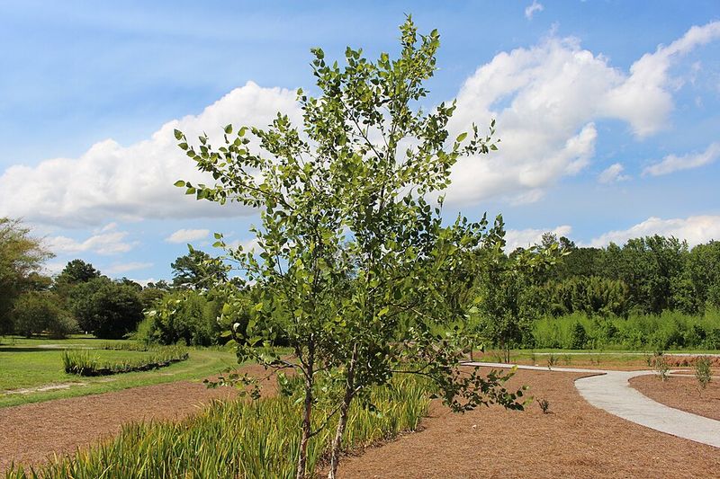 River Birch