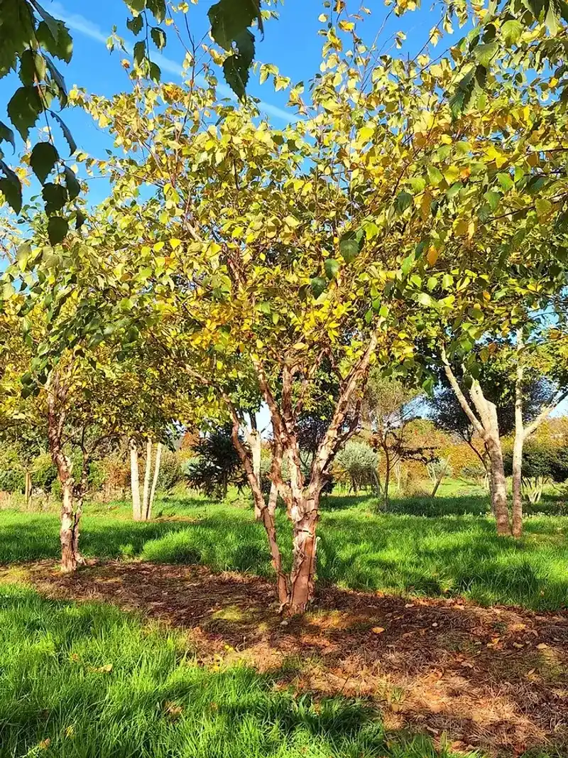 River Birch Shades Naturally Moist Ground
