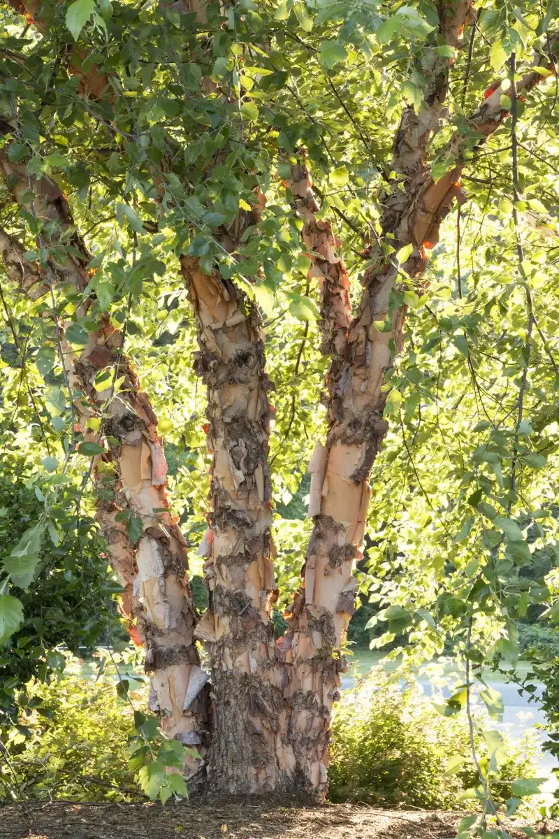 River Birch With Peeling Bark And Deep Roots
