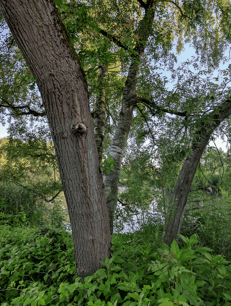 River Birch 