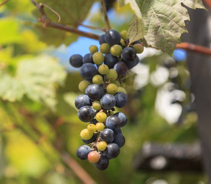 River Grape River Grape
