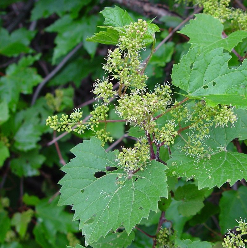 River Grape River Grape