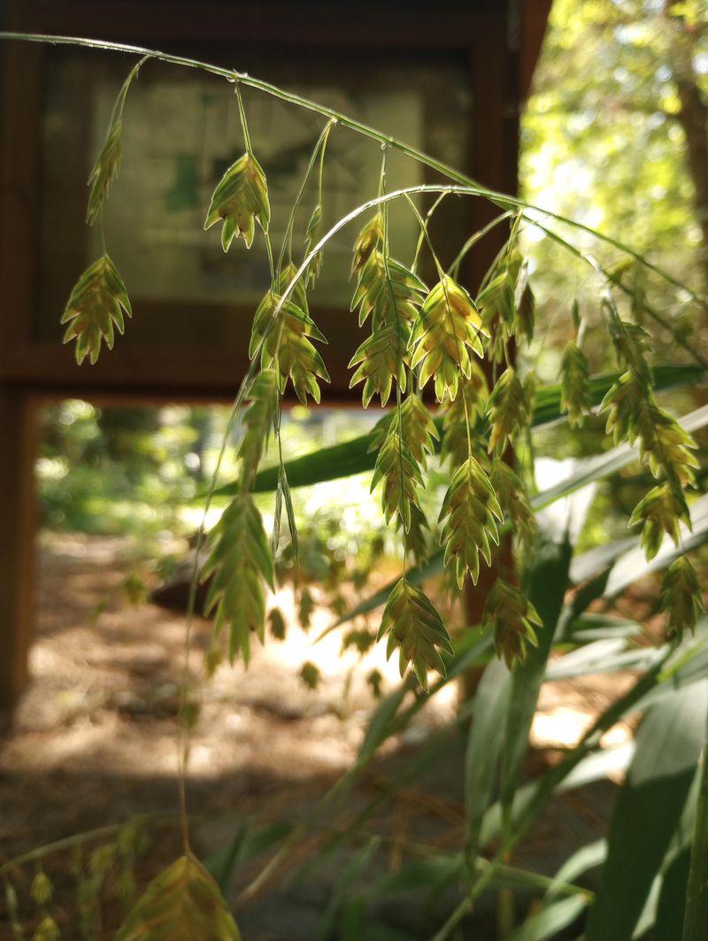 River Oats (Chasmanthium Latifolium) River Oats (Chasmanthium Latifolium)