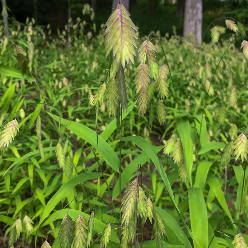 River Oats Stay Standing Through Strong Winds River Oats Stay Standing Through Strong Winds