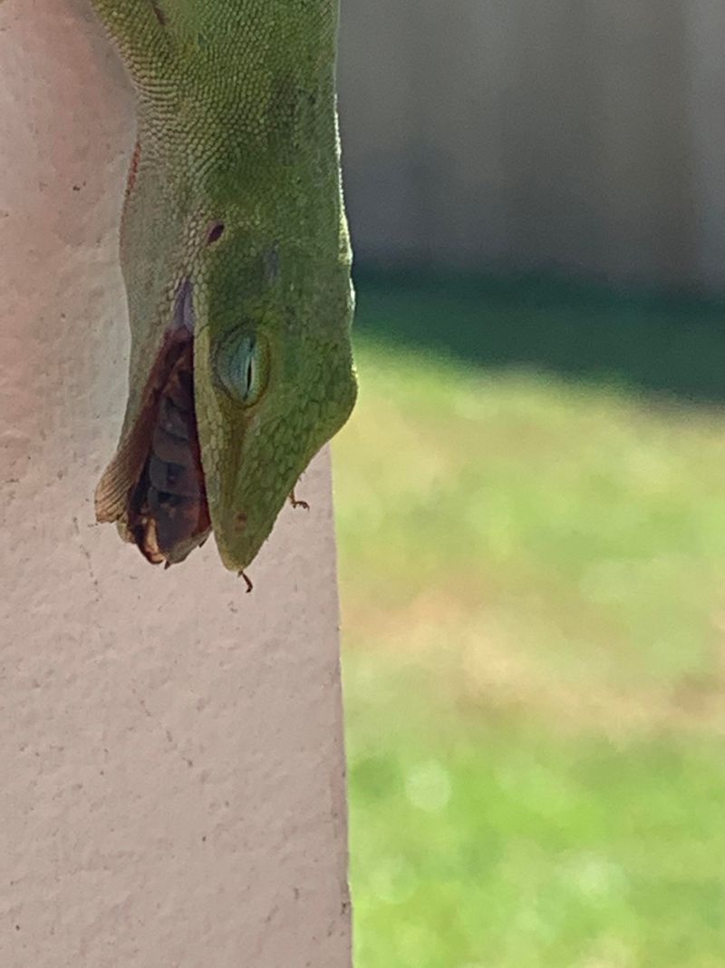 Roaches Lose Some Hiding Confidence Roaches Lose Some Hiding Confidence