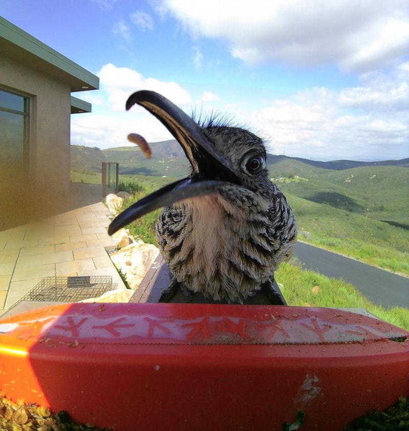 Roadrunners Are Looking For Easy Prey