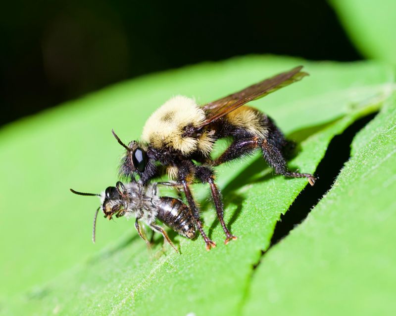 Robber Flies Snatch Pests Midair