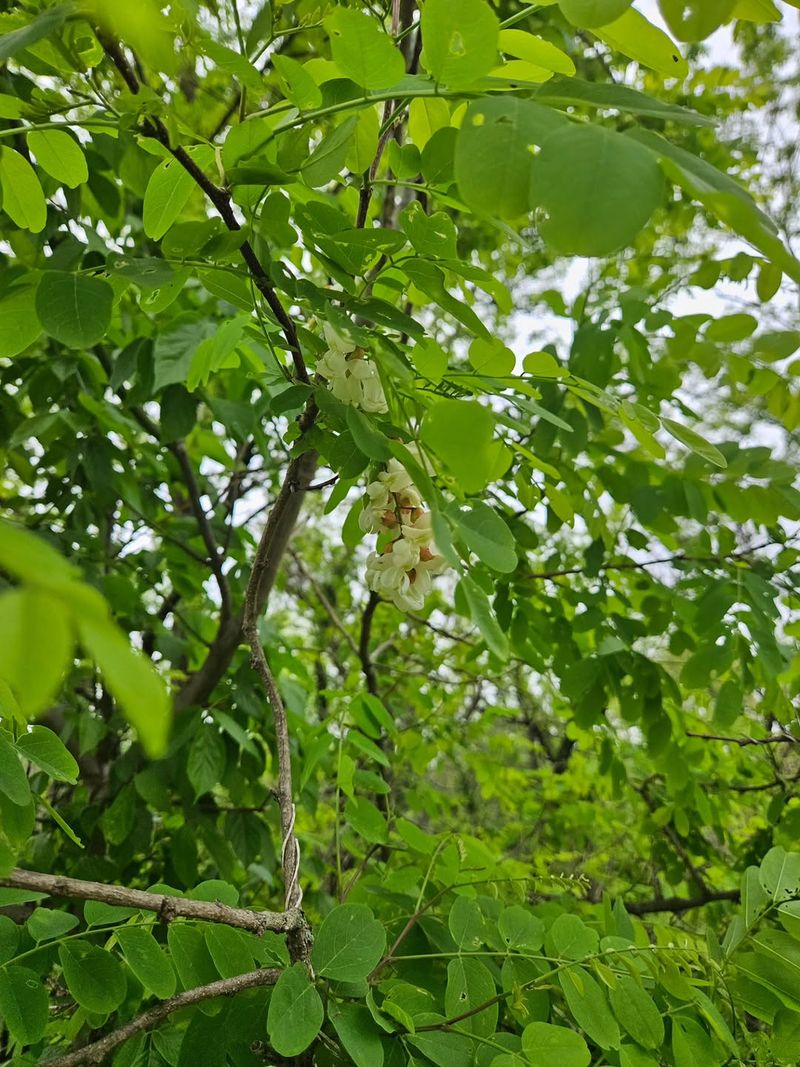 Robin And Phasin Are The Tree's Main Toxic Proteins Robin And Phasin Are The Tree's Main Toxic Proteins