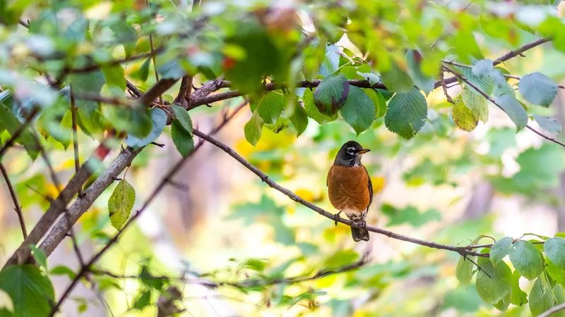 Robins Do Not Replace Tick Habitat Control