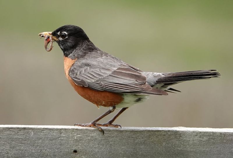 Robins Remember Productive Spots Robins Remember Productive Spots