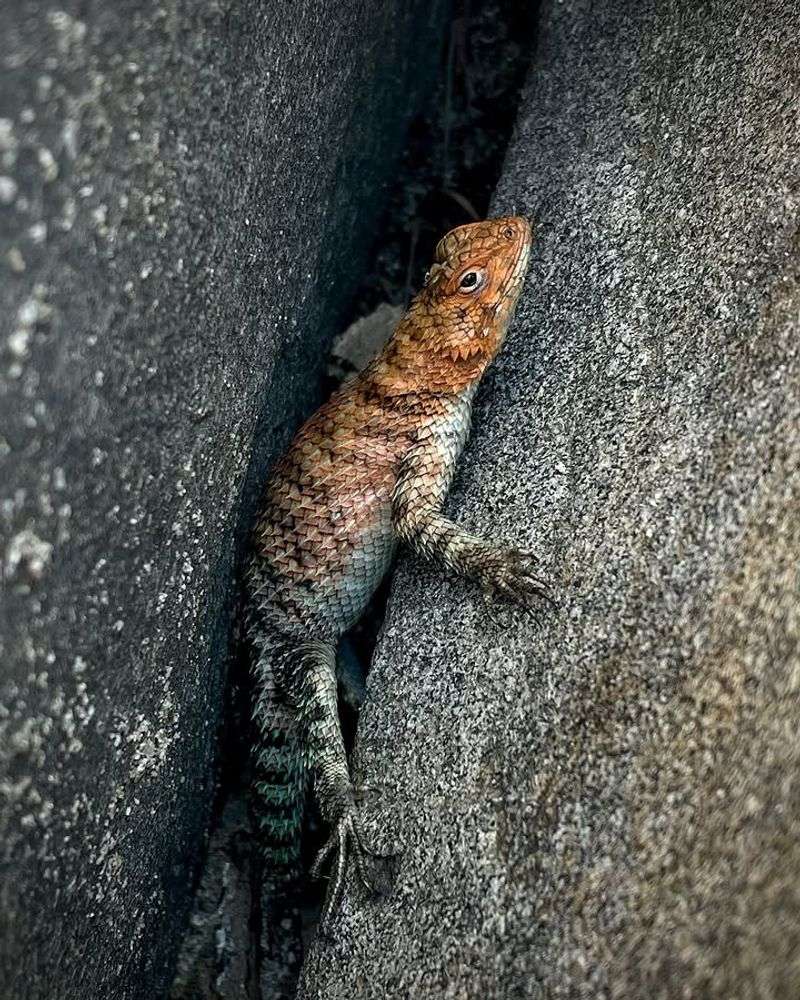 Rock Piles Create Cooler Hiding Spots