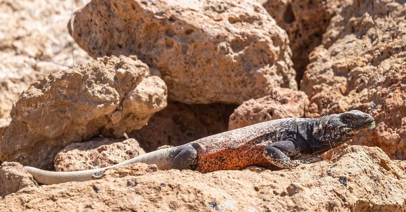 Rock Piles Create Sunny Basking Spots