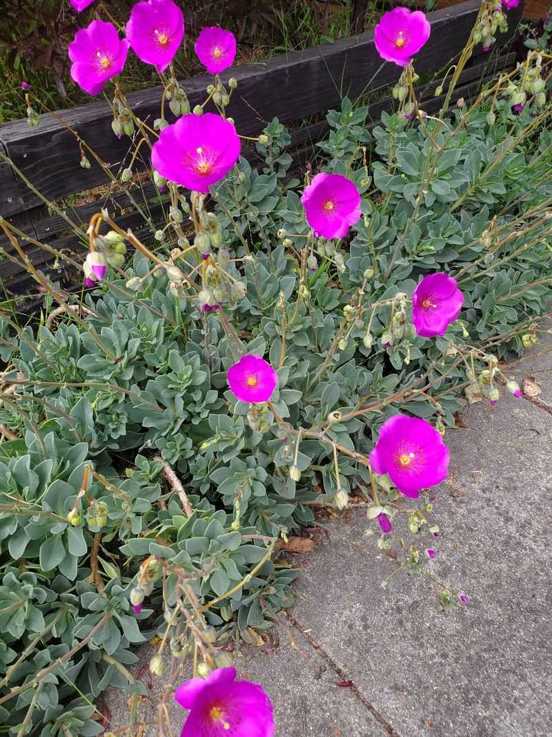 Rock Purslane Blooms Through Reflected Heat