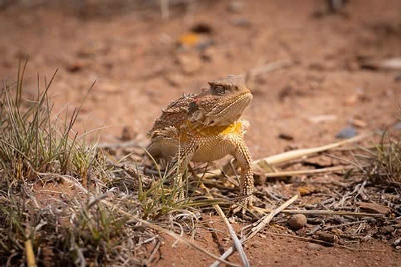 Rock Shelters Provide Protection From Predators Rock Shelters Provide Protection From Predators