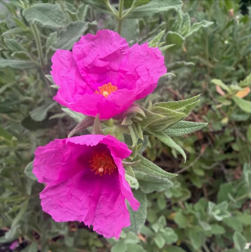Rockrose Gives Front Yards A Resort Look