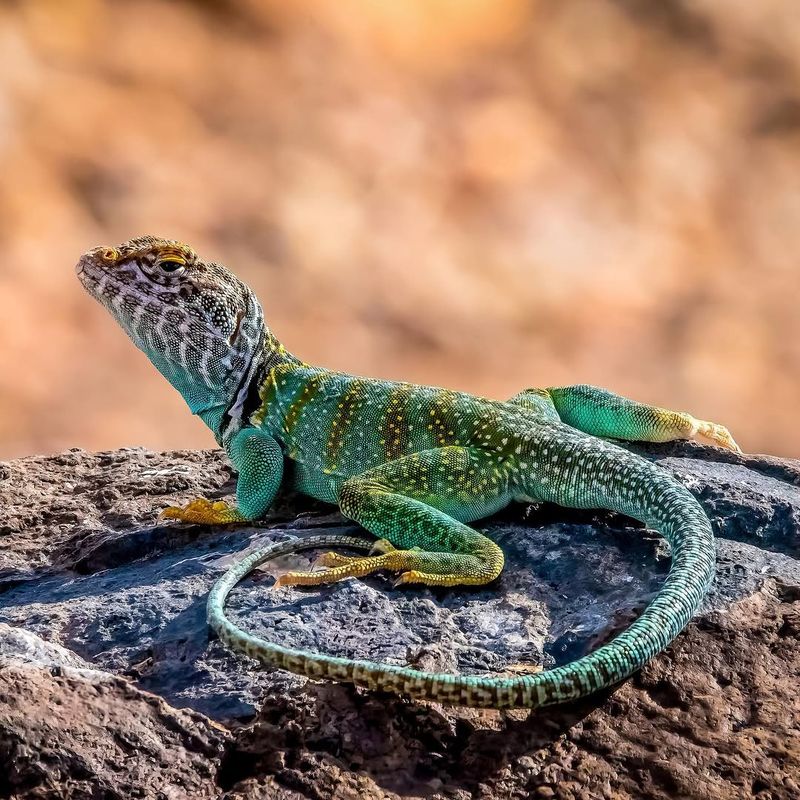 Rocky Areas Provide Ideal Habitat