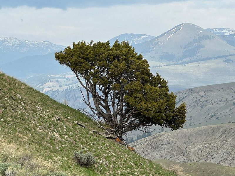 Rocky Mountain Juniper Rocky Mountain Juniper