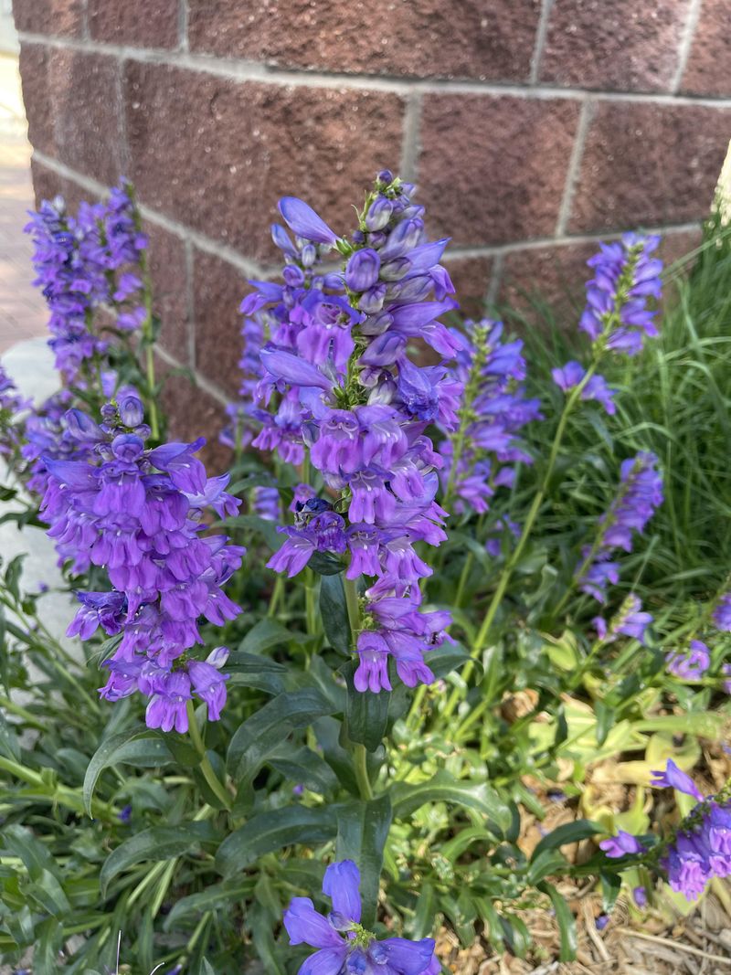 Rocky Mountain Penstemon Lights Up Dry Borders