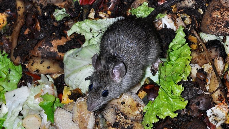 Rodent Poison Makes The Yard More Dangerous For Predators Rodent Poison Makes The Yard More Dangerous For Predators