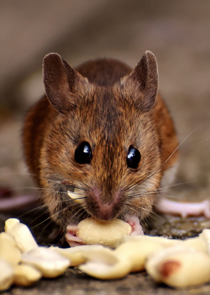 Rodents Near Houses Draw In Hungry Snakes Rodents Near Houses Draw In Hungry Snakes