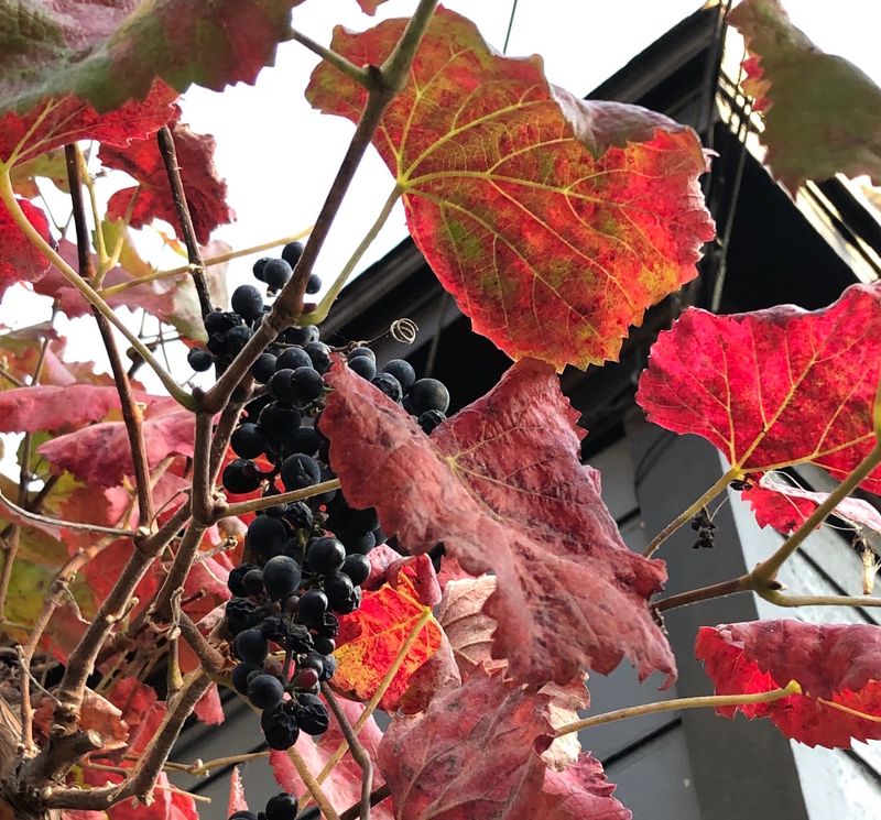 Roger's Red Grape Stays Best On A Strong Trellis Roger's Red Grape Stays Best On A Strong Trellis