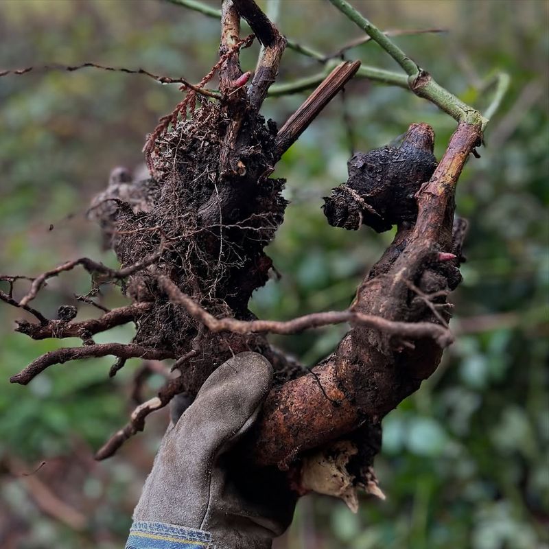 Root Crowns Can Resprout For Years Root Crowns Can Resprout For Years