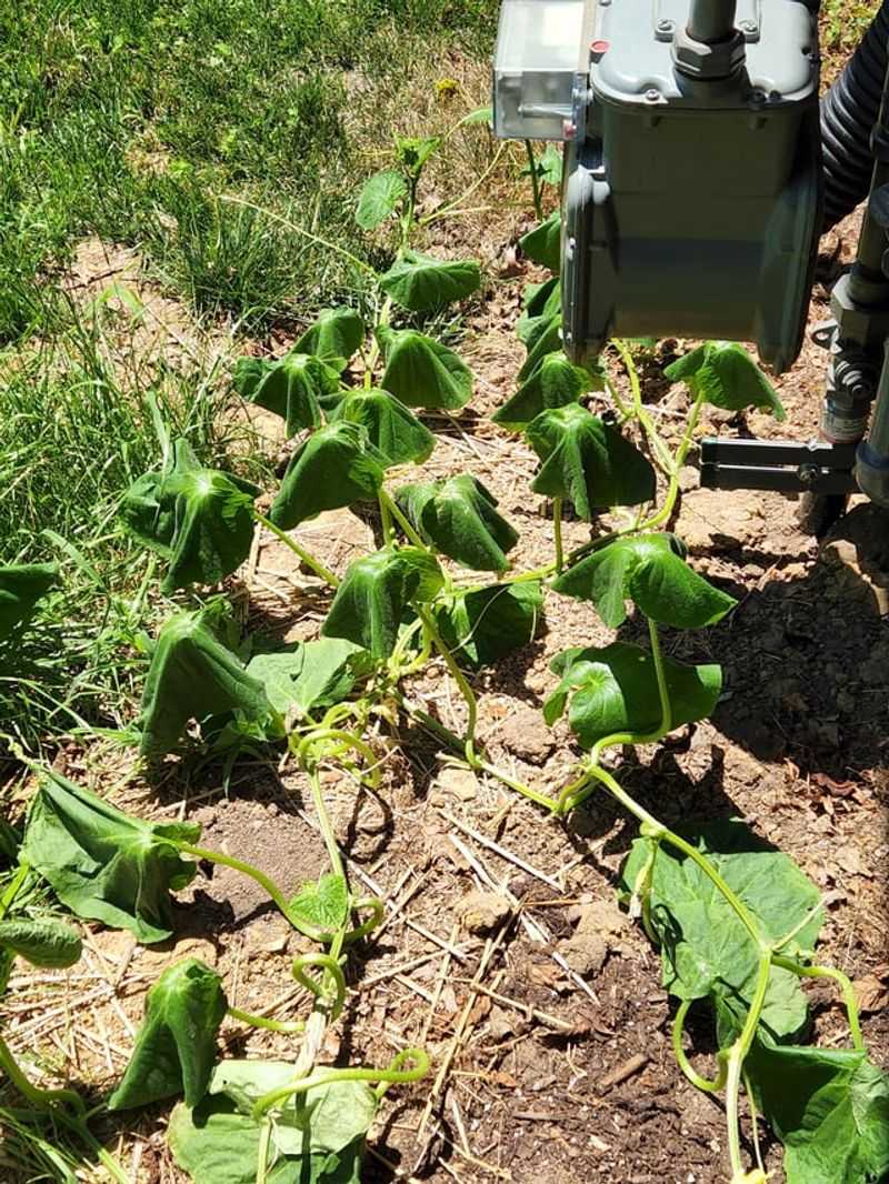 Root Damage From Deep Cultivation Near The Vines Root Damage From Deep Cultivation Near The Vines