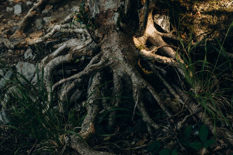 Root Depth Determines How Much Water A Tree Actually Needs