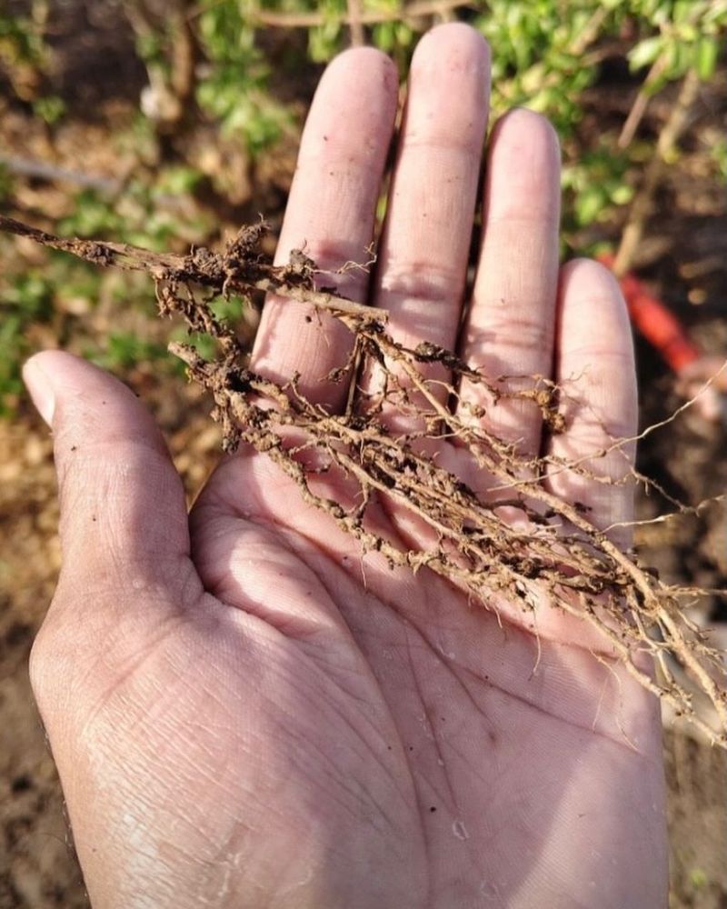 Root Knot Nematodes Are Reducing Root Function Root Knot Nematodes Are Reducing Root Function