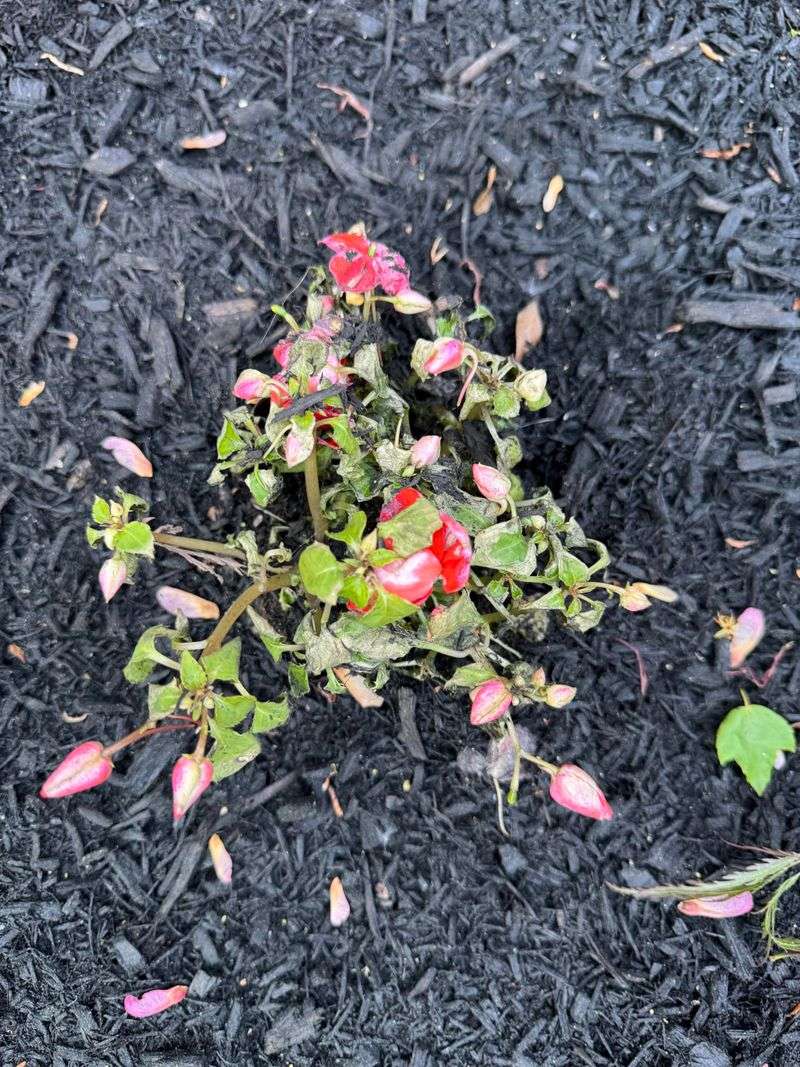 Root Or Crown Problems May Be Starting Root Or Crown Problems May Be Starting