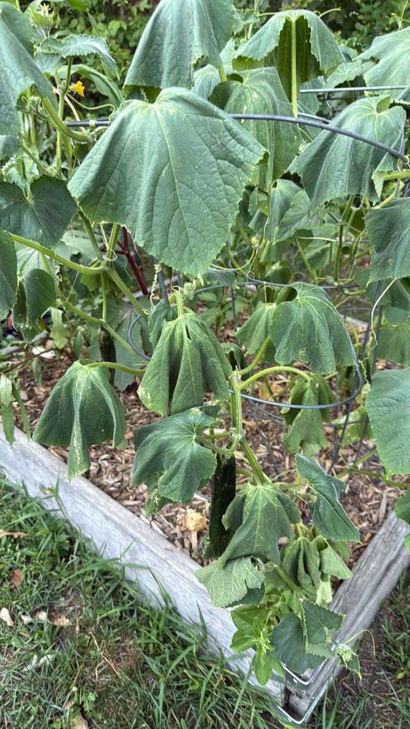 Root Or Stem Diseases Causing Wilting And Vine Decline Root Or Stem Diseases Causing Wilting And Vine Decline