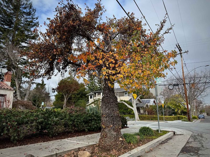 Root Pruning Can Stress Older Trees