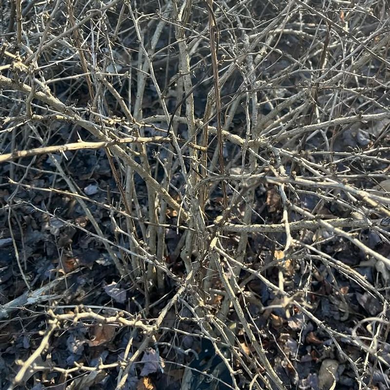 Root Suckers Allow One Shrub To Expand Root Suckers Allow One Shrub To Expand