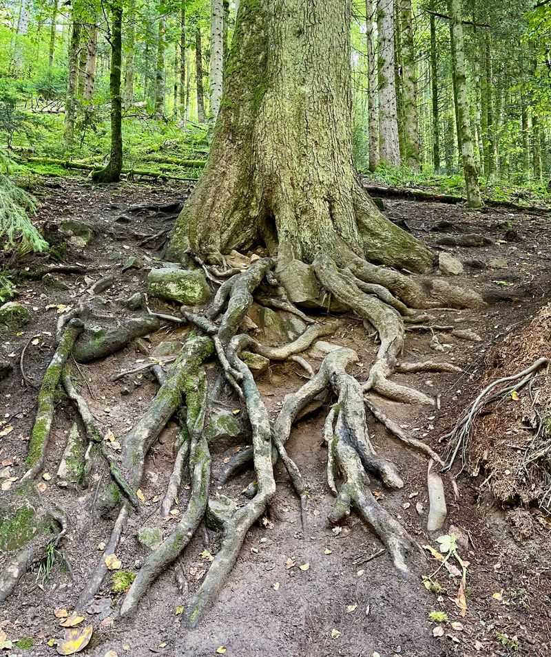 Root System Stays Firmly Anchored In Soil Root System Stays Firmly Anchored In Soil