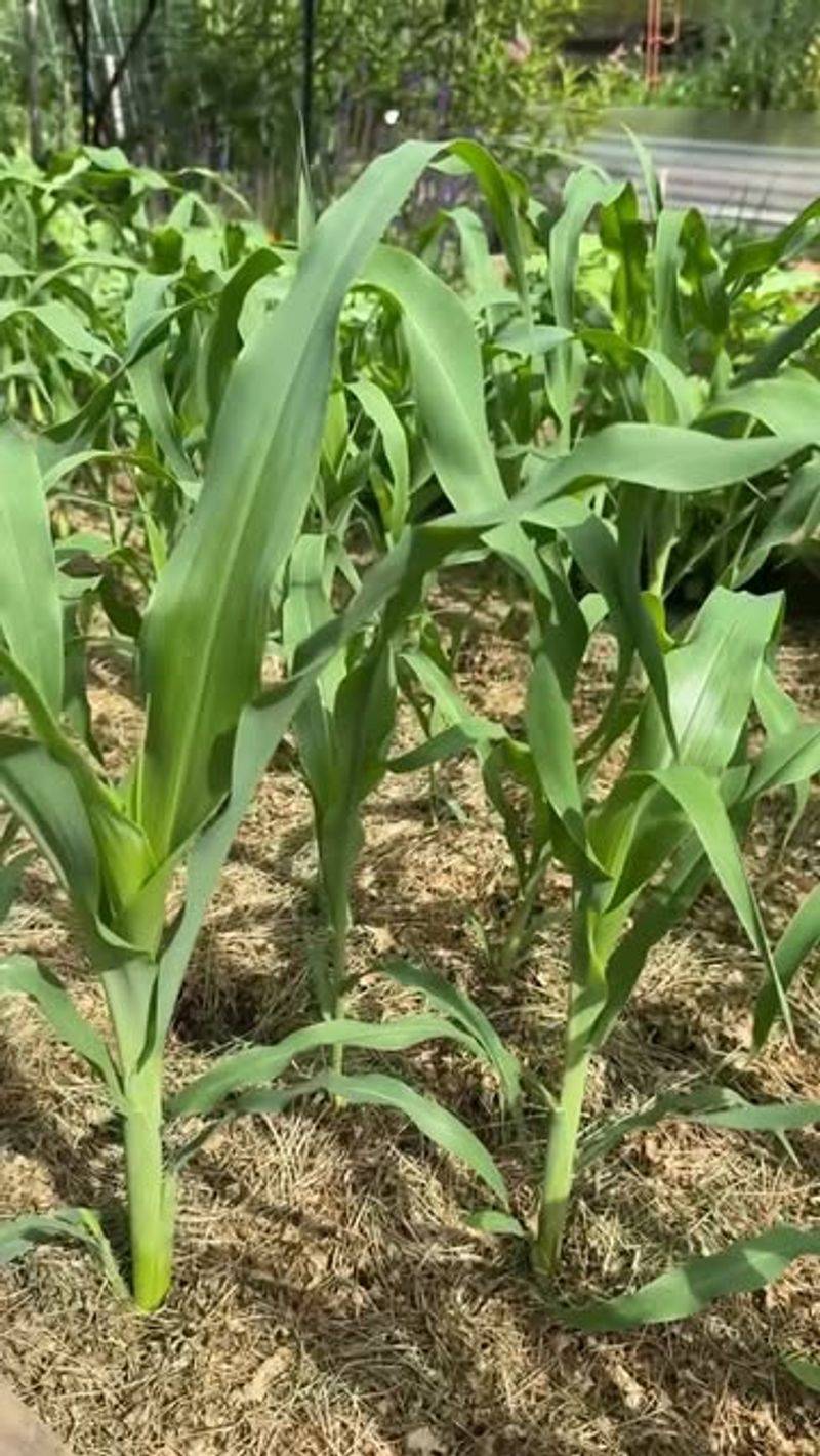 Root Zone Moisture Matters More Than Surface Appearance