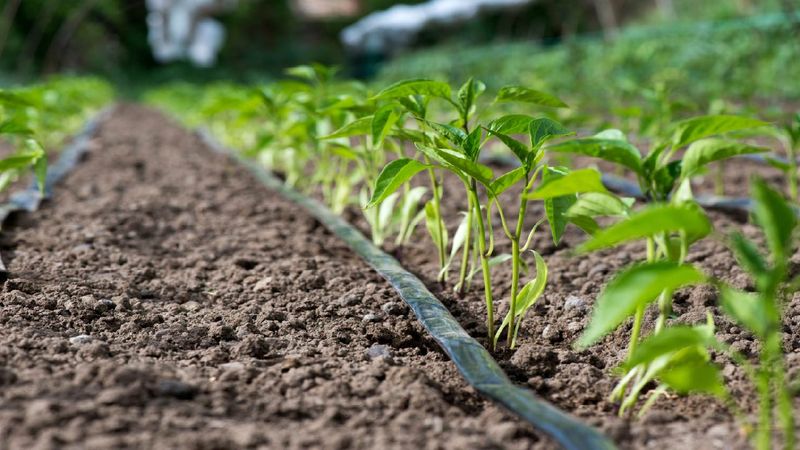 Root-Zone Watering Directs Moisture To Plant Roots Root-Zone Watering Directs Moisture To Plant Roots