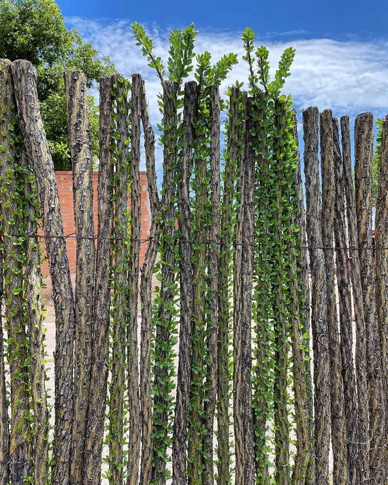 Rooted Canes Can Leaf Out