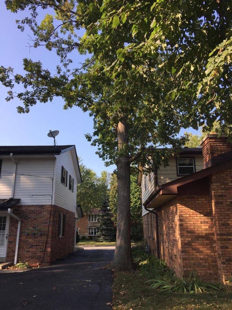 Roots And Branches Can Become Nuisance Issues Roots And Branches Can Become Nuisance Issues