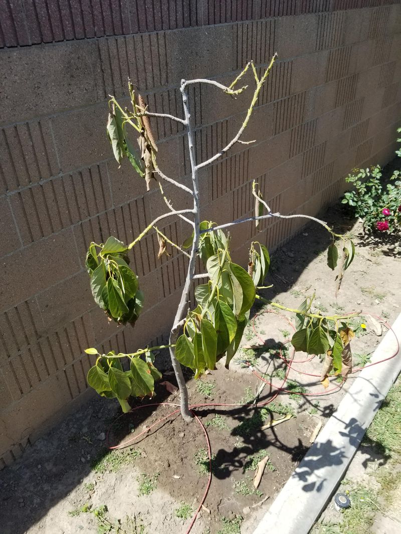 Roots Cannot Keep Up Roots Cannot Keep Up