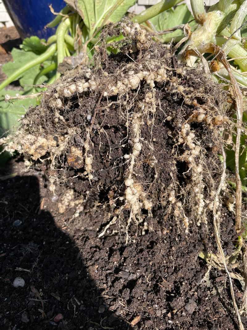 Roots Compete For The Same Limited Nutrients