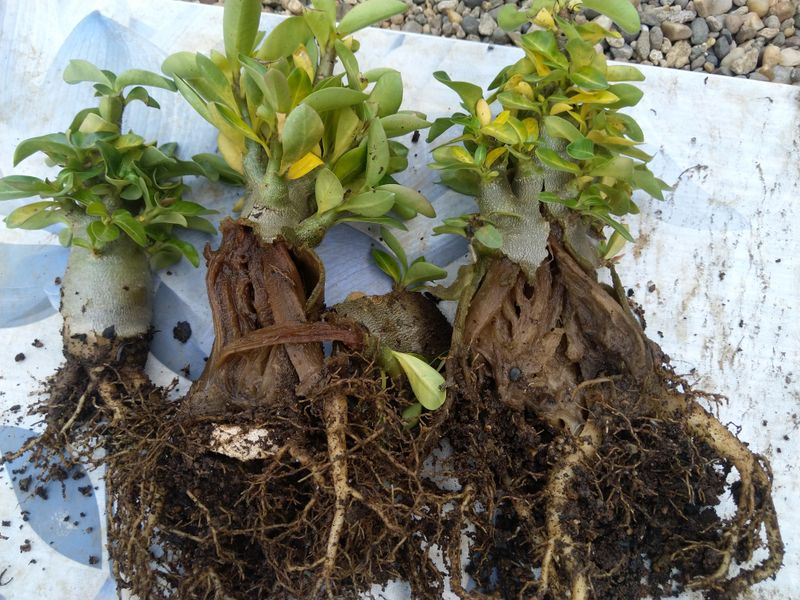Roots Get A Brief Oxygen Squeeze Roots Get A Brief Oxygen Squeeze