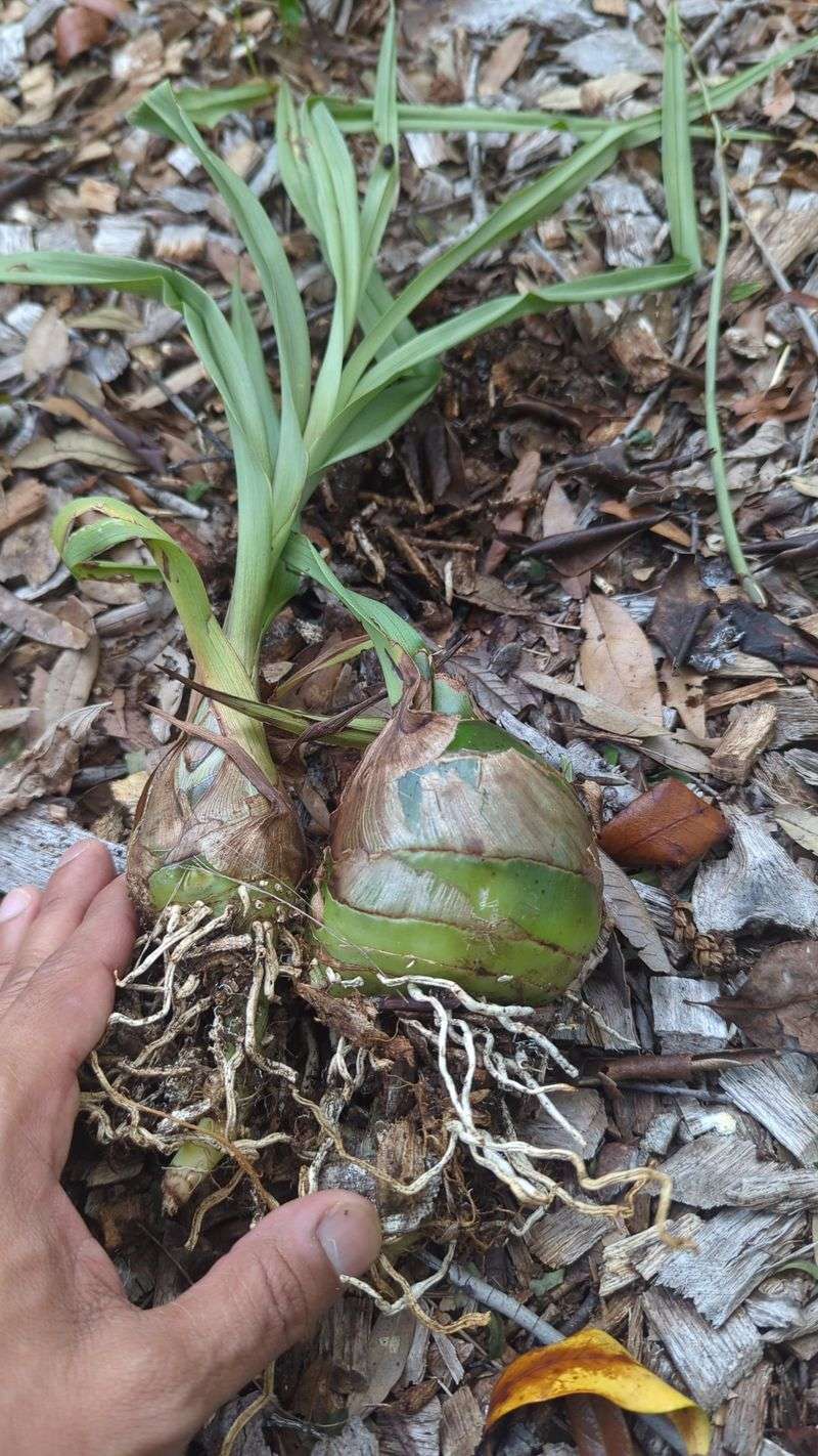 Roots Handle The Site Better