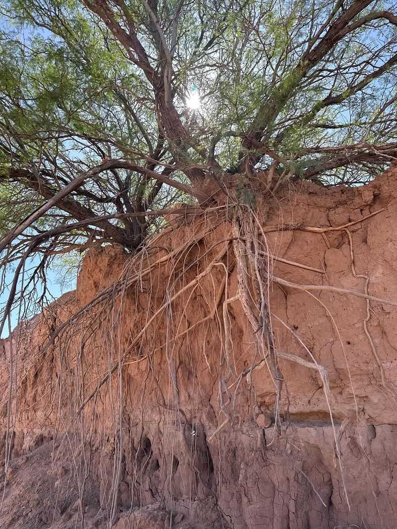 Roots Handle Tough Soil Roots Handle Tough Soil