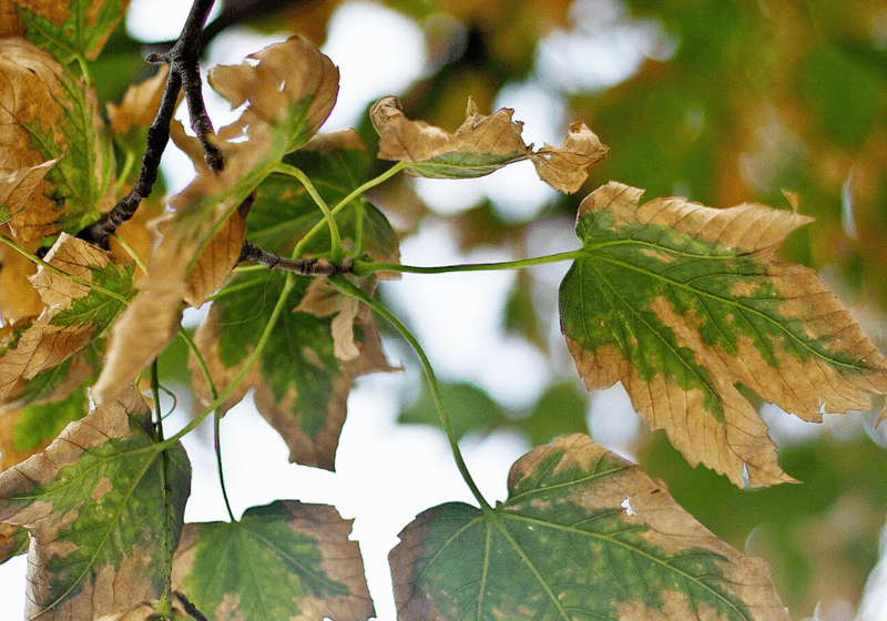 Roots Have Been Damaged, Compacted, Or Restricted