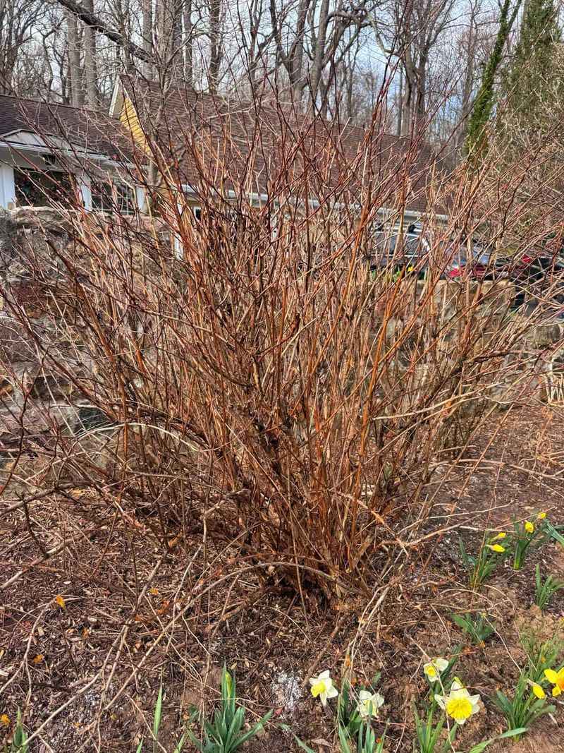 Roots May Be Too Dry