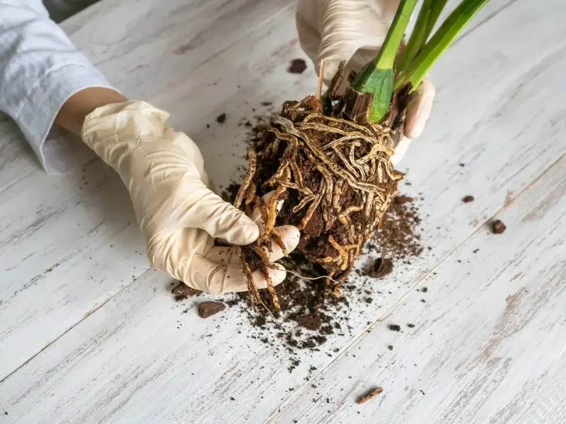 Roots Need Oxygen Underground Roots Need Oxygen Underground