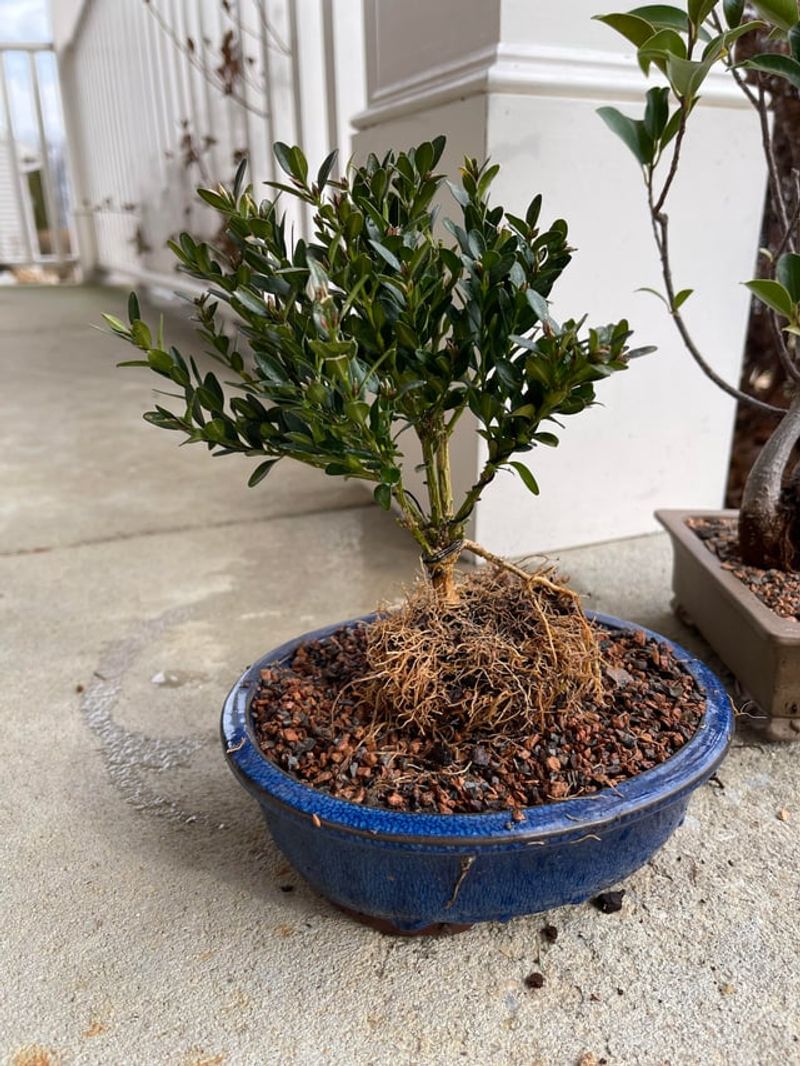 Roots Stress From Poor Drainage
