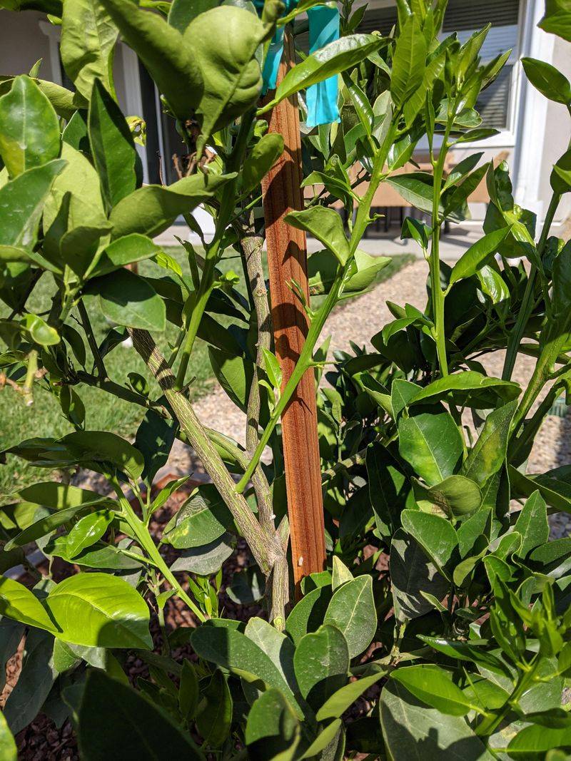 Rootstock Suckers Steal Strength Rootstock Suckers Steal Strength