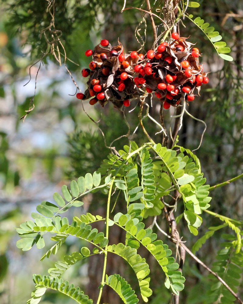 Rosary Pea Looks Harmless Until The Pods Open Rosary Pea Looks Harmless Until The Pods Open
